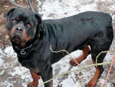rottweiler.jpg