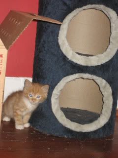 FrankandAva024.jpg picture by trishielawyer