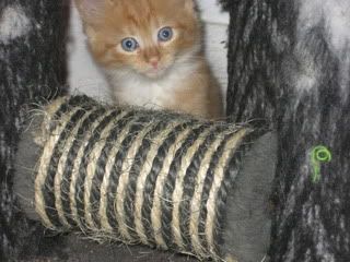 FrankandAva027.jpg picture by trishielawyer