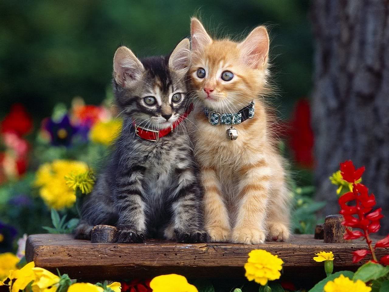 Kitty