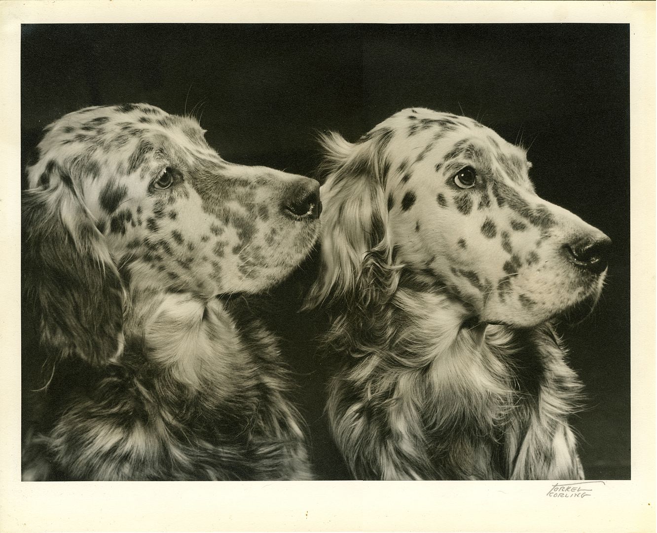 1940s Torkel Korling Chicago Photo English Setters  