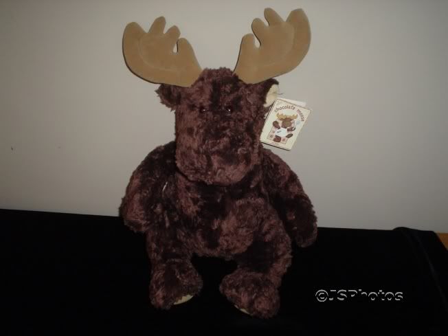 chocolate moose teddy