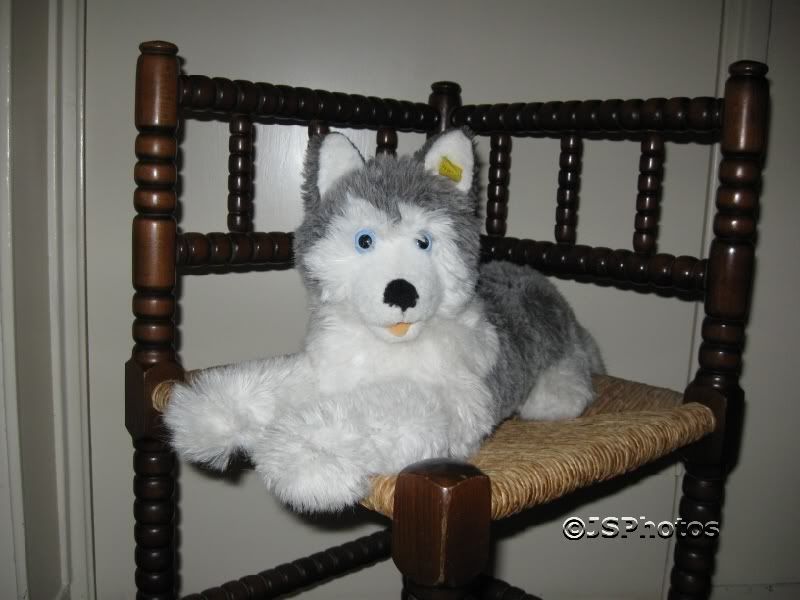 steiff husky dog