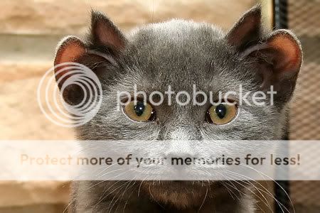 yoda   the cat with four ears    cat with four ears
