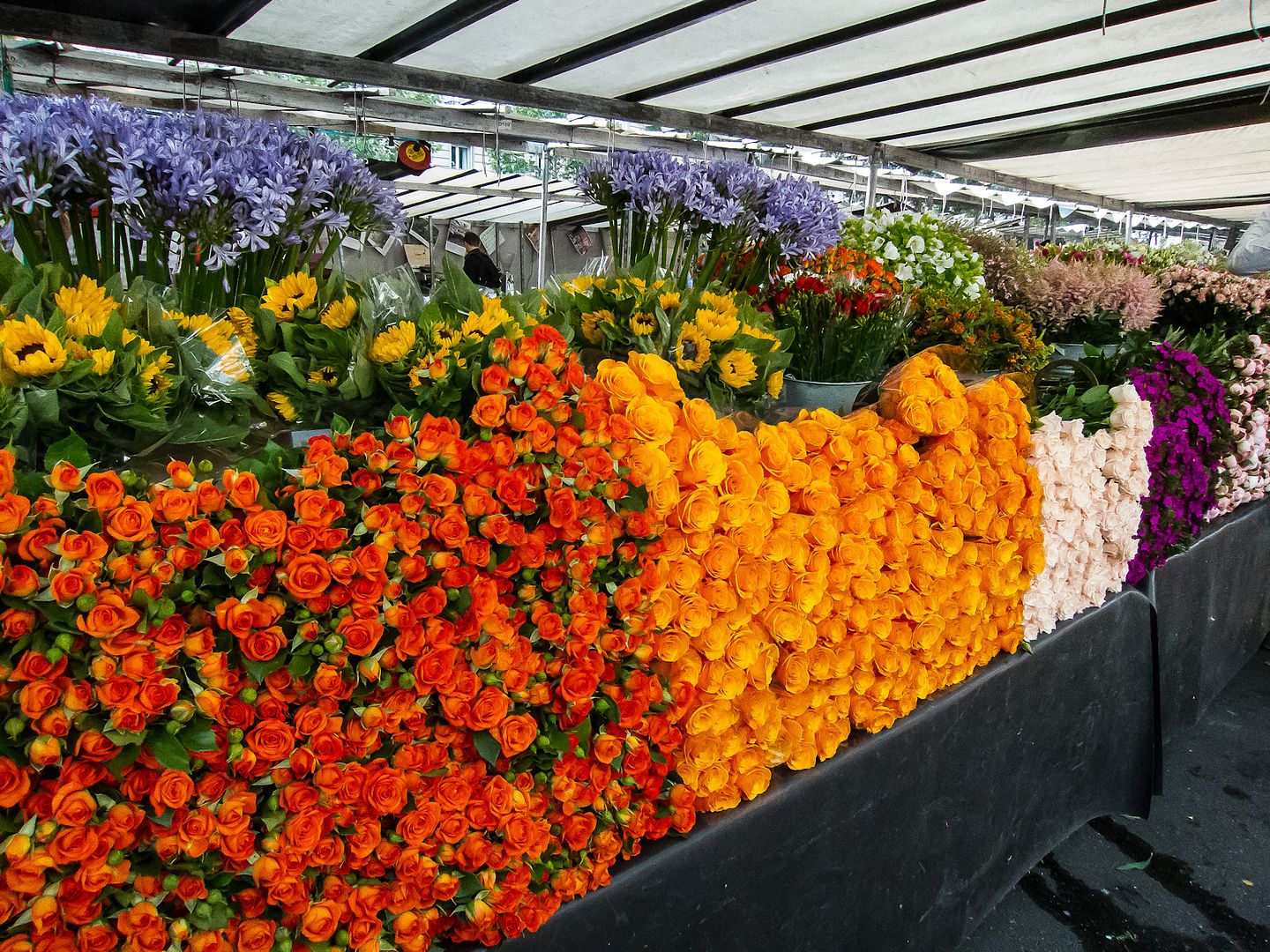 IMAGE: https://i69.photobucket.com/albums/i63/wiltonw/Bastille-3_zpsuyzjnuat.jpg