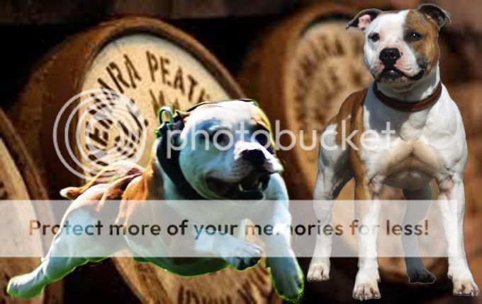 Le Staffordshire Bull Terrier : le staffie - Page 3 Quibuscompilatietoncopy