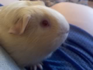izzyonmylap.jpg