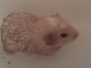 tedinbath.jpg
