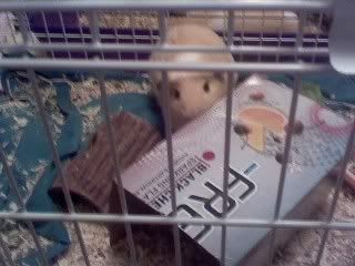 tedplayingwithbox.jpg